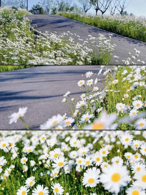 配资查官网 超清新！北京这种初夏“花海”如梦似幻！