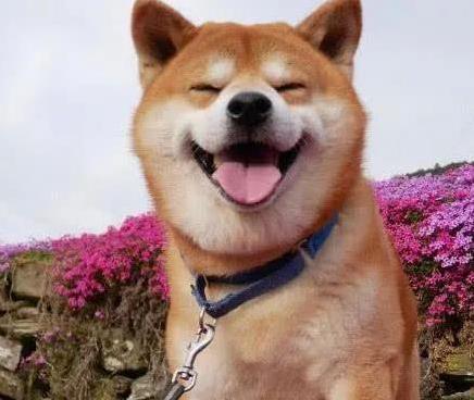 配资平台查询首推加杠网 柴犬萌翻你心却毛满屋飞，能陪它15年吗？