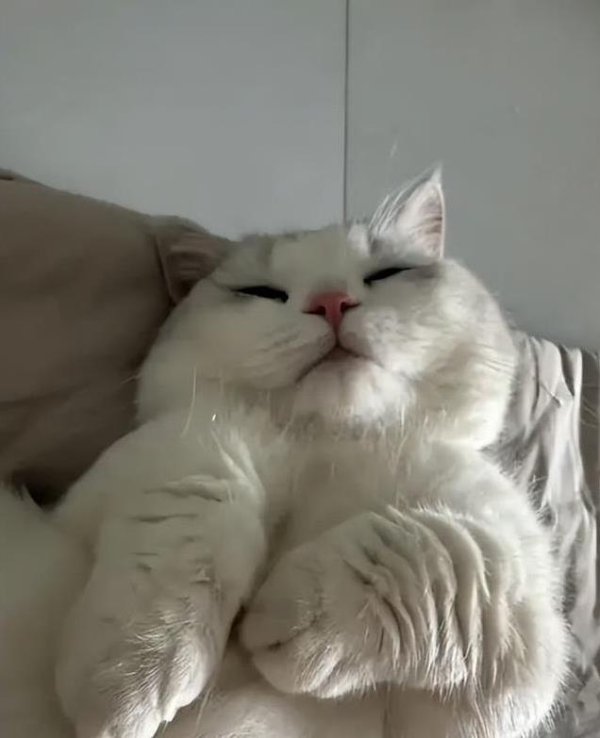 配资查官网 猫咪啃墙舔袋怪癖多？3招补营养，活力满满跑不停